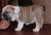 arnie bulldog puppy for free adoption